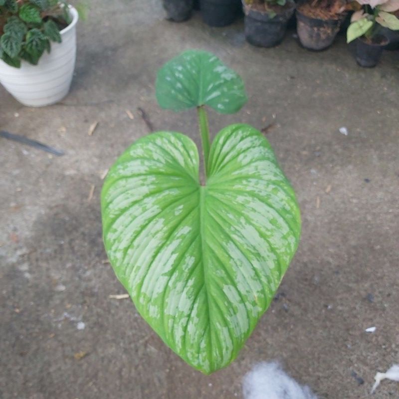 philodendron mamei silver cloud
