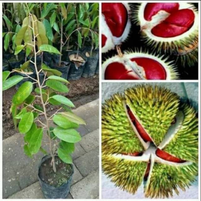 Bibit Durian Merah Super