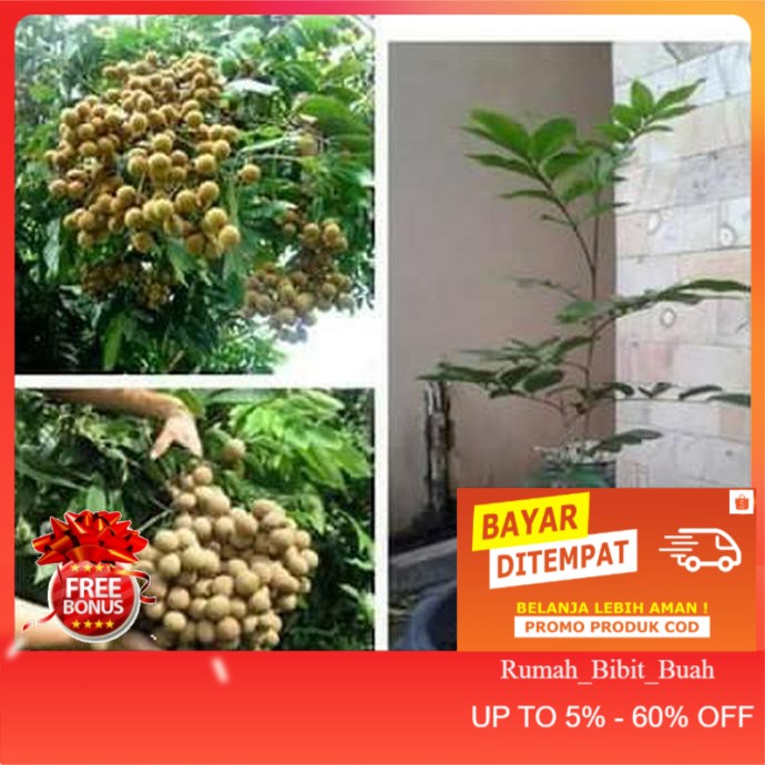 BIBIT BUAH KELENGKENG MATALADA CH4T