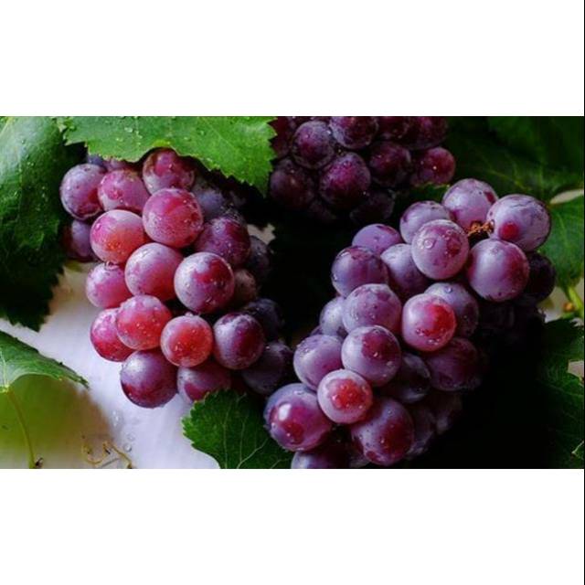 Buah Anggur Ungu