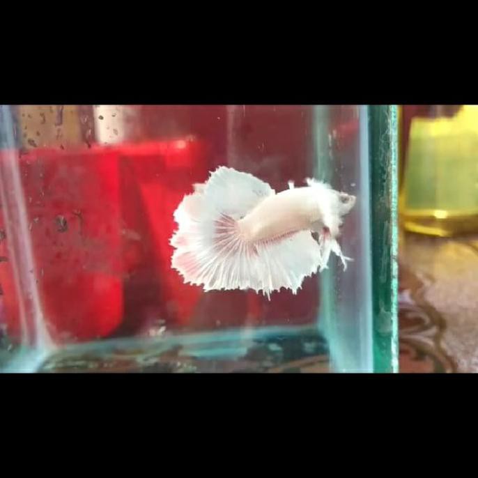 Ready Ikan Cupang Halfmoon Dumbo Ear