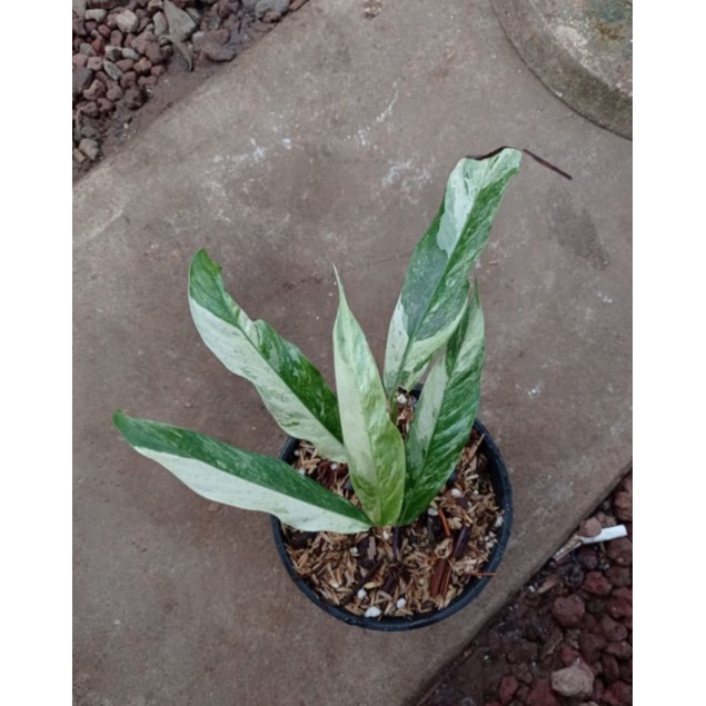 raphidopora megasperma varigata kode bys