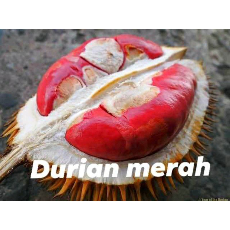 Bibit durian merah