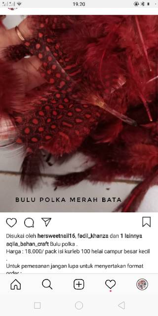 Bulu polkadot