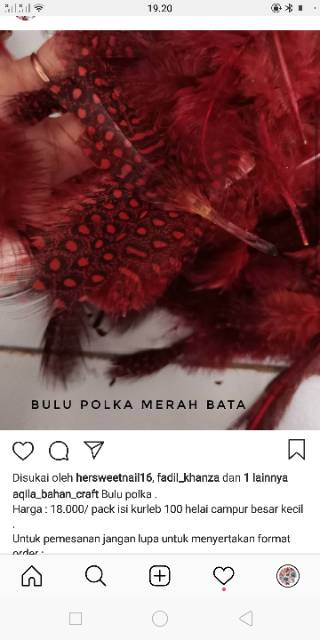 Bulu polkadot