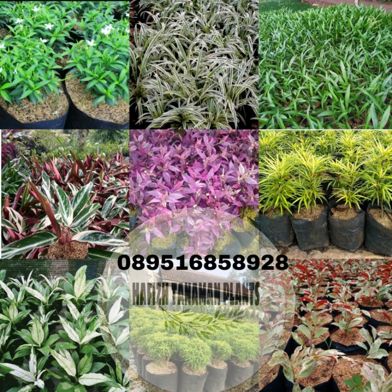 Promo Paket tanaman untuk taman minimalis Tanaman Hidup-,Bunga Hidup Murah Bunga Hiasan rumah