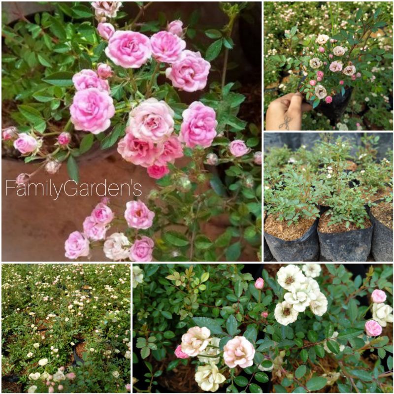 Paket Murah 10 Tanaman Bunga Babyrose/Baby Rose/Mawar Mini (1kg)