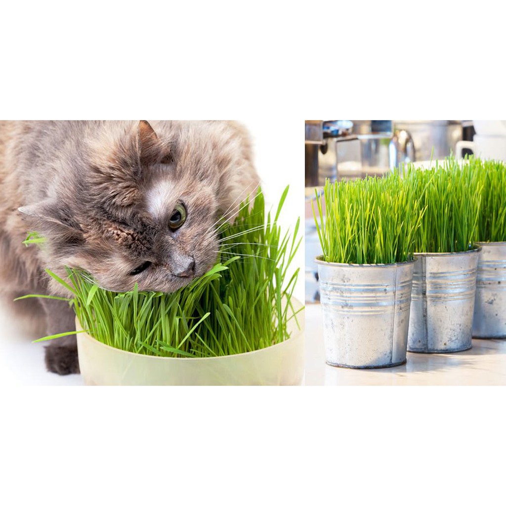 Bibit Benih Biji CAT GRASS Rumput Kucing Makanan Enak untuk Kucing isi