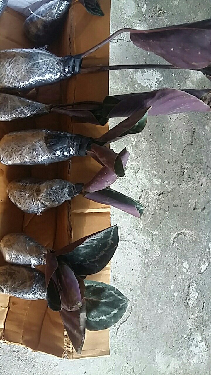 Tanaman Hias Calathea Green Lipstik