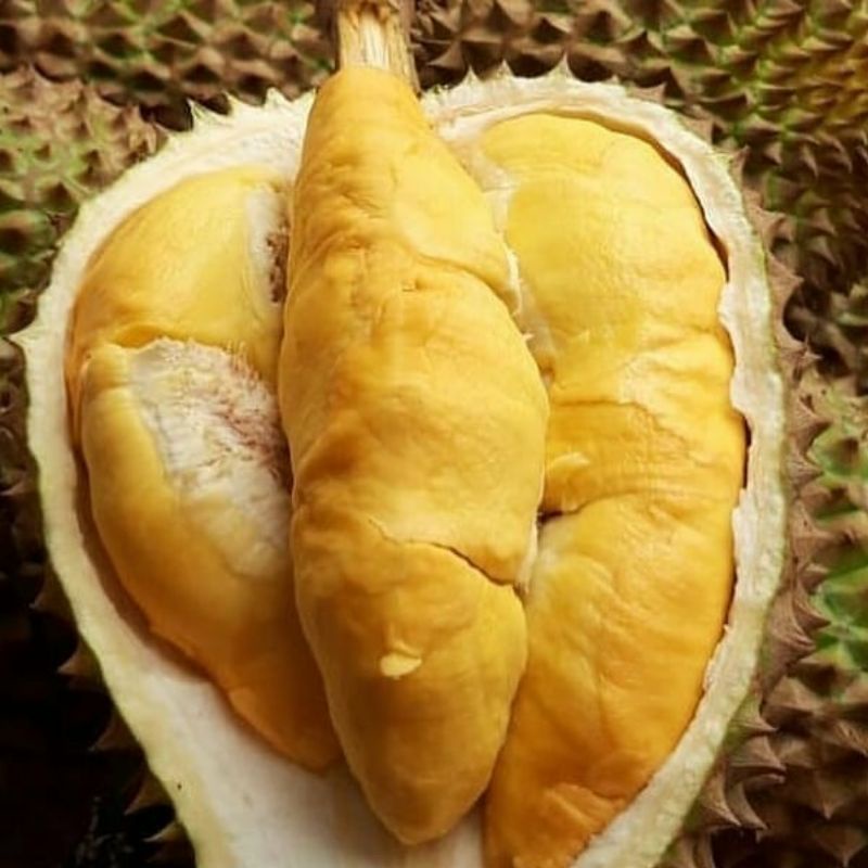 Bibit durian duri hitam kaki 3