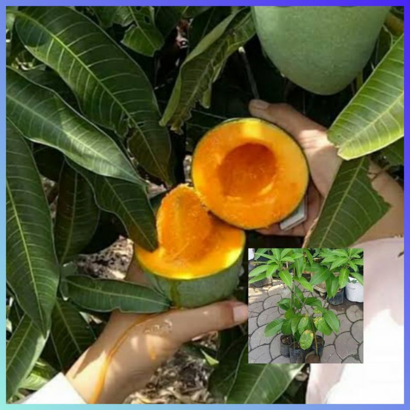 bibit mangga alpukat