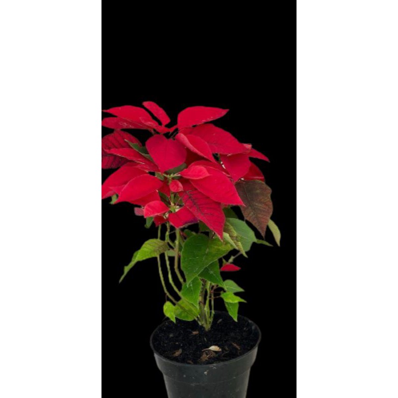 PROMO TANAMAN HIAS BUNGA SUPER KASTUBA POINSETTIA WARNA MERAH | TERMURAH