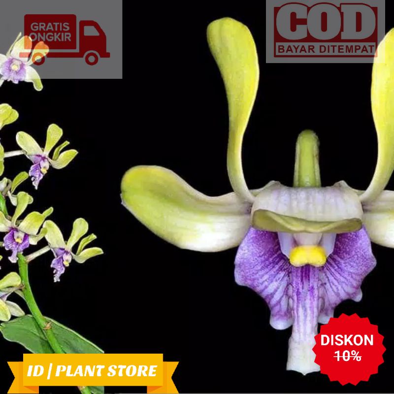 Anggrek Dendrobium Besi Papua Remaja Hybrid