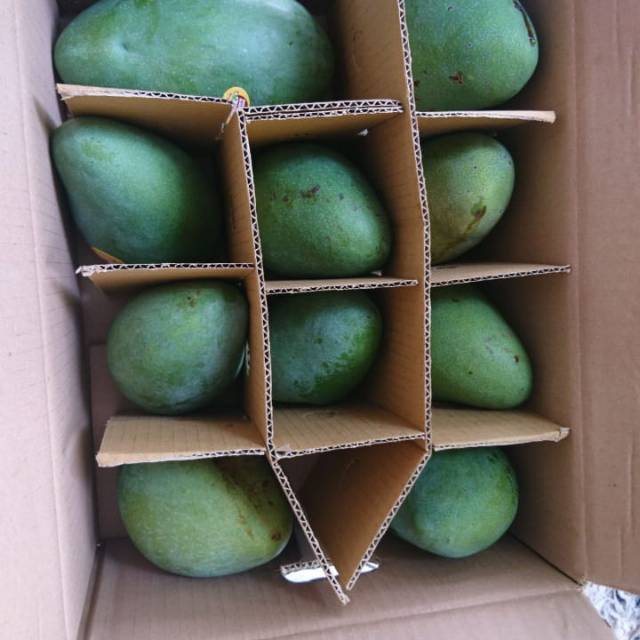 

MANGGA ALPUKAT / MANGGA KLONAL MURAH ( KUALITAS BS DAN SUPER)