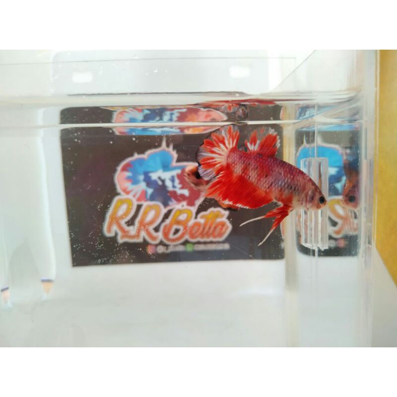 ikan cupang giant lavender