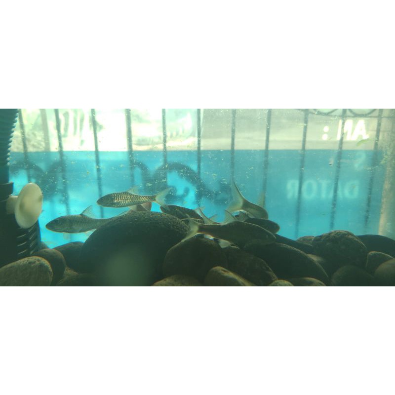 blue mahseer thailand