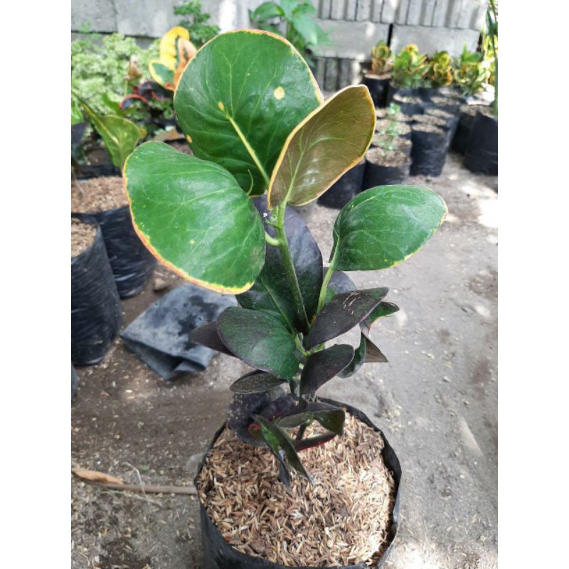 bibit tanaman hias bunga puring apel kerang