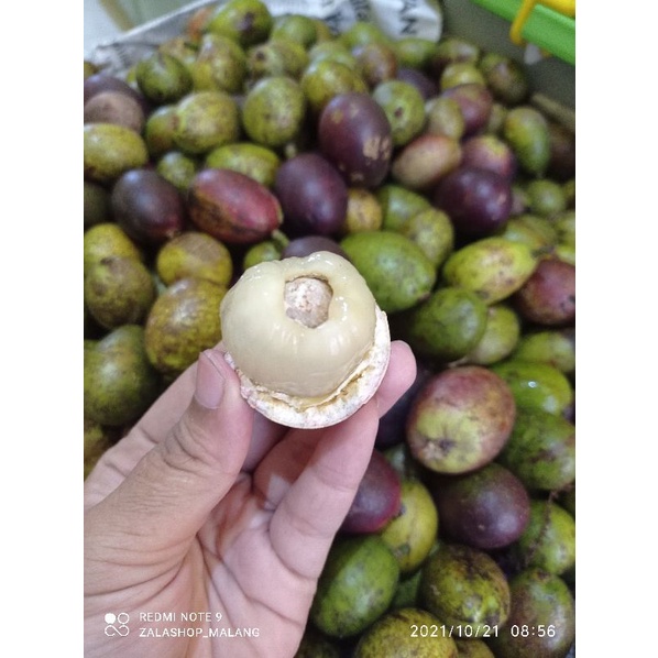 

1KG BUAH MATOA DAGING TEBAL READY LANGSUNG KIRIM
