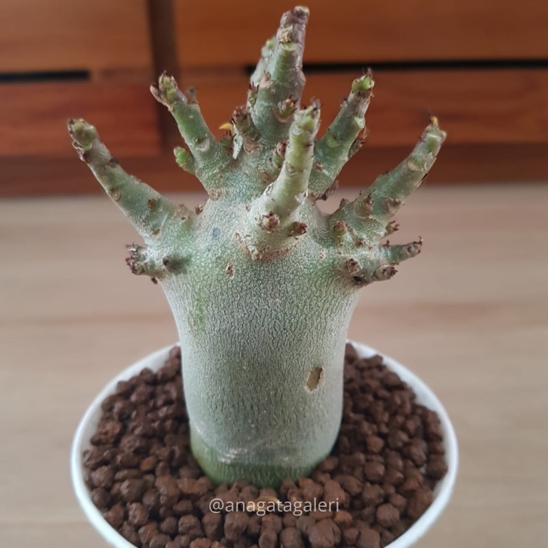 Adenium Karakter ID GODJI BLACK HAWK x KHZ| Kaktus Gymno Euphorbia