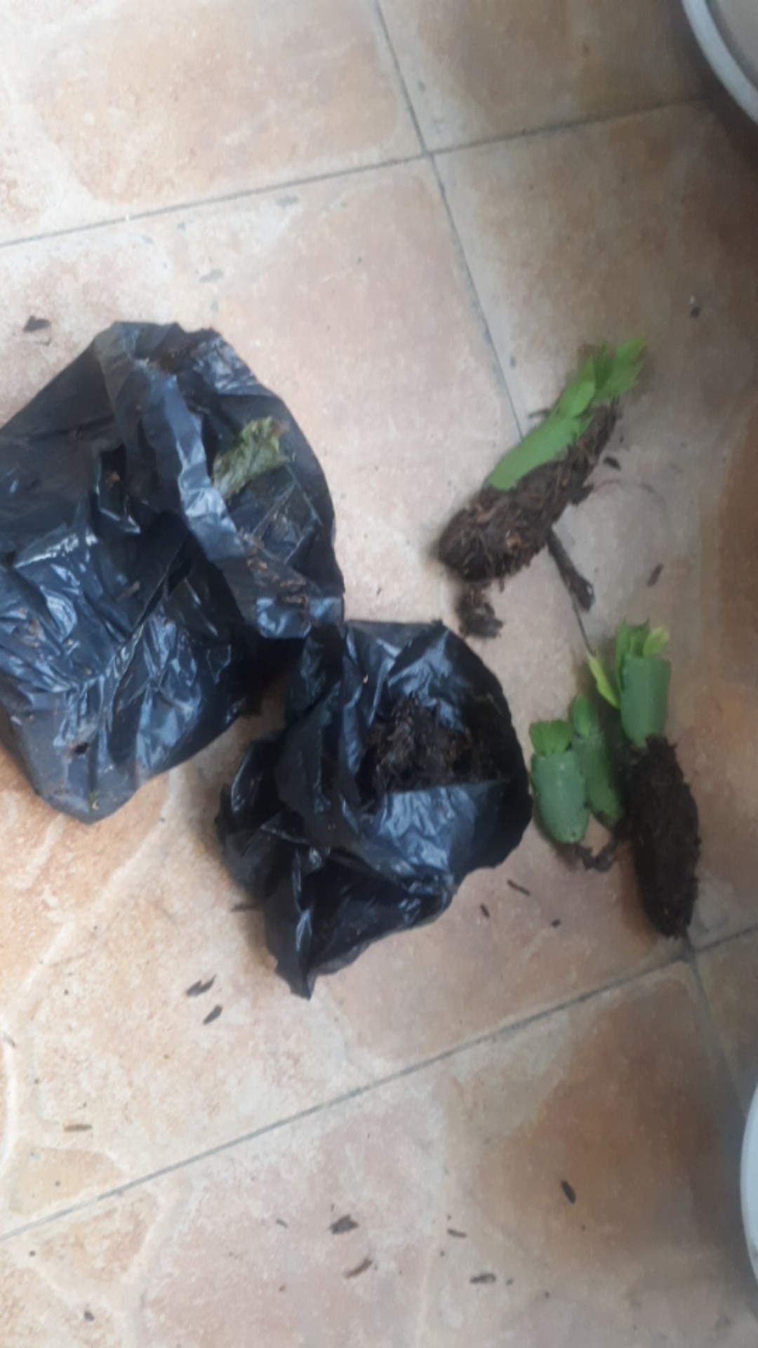 Kaktus Kepiting/ Wijaya Kusuma Kepiting/ Crab Kaktus