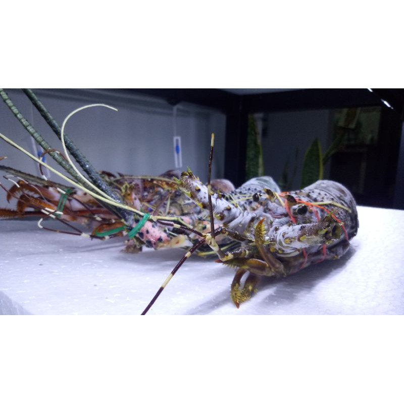 

LOBSTER LAUT SIZE 200-300GRAM. FRESH FROZEN 1KG ISI 3-4 EKOR