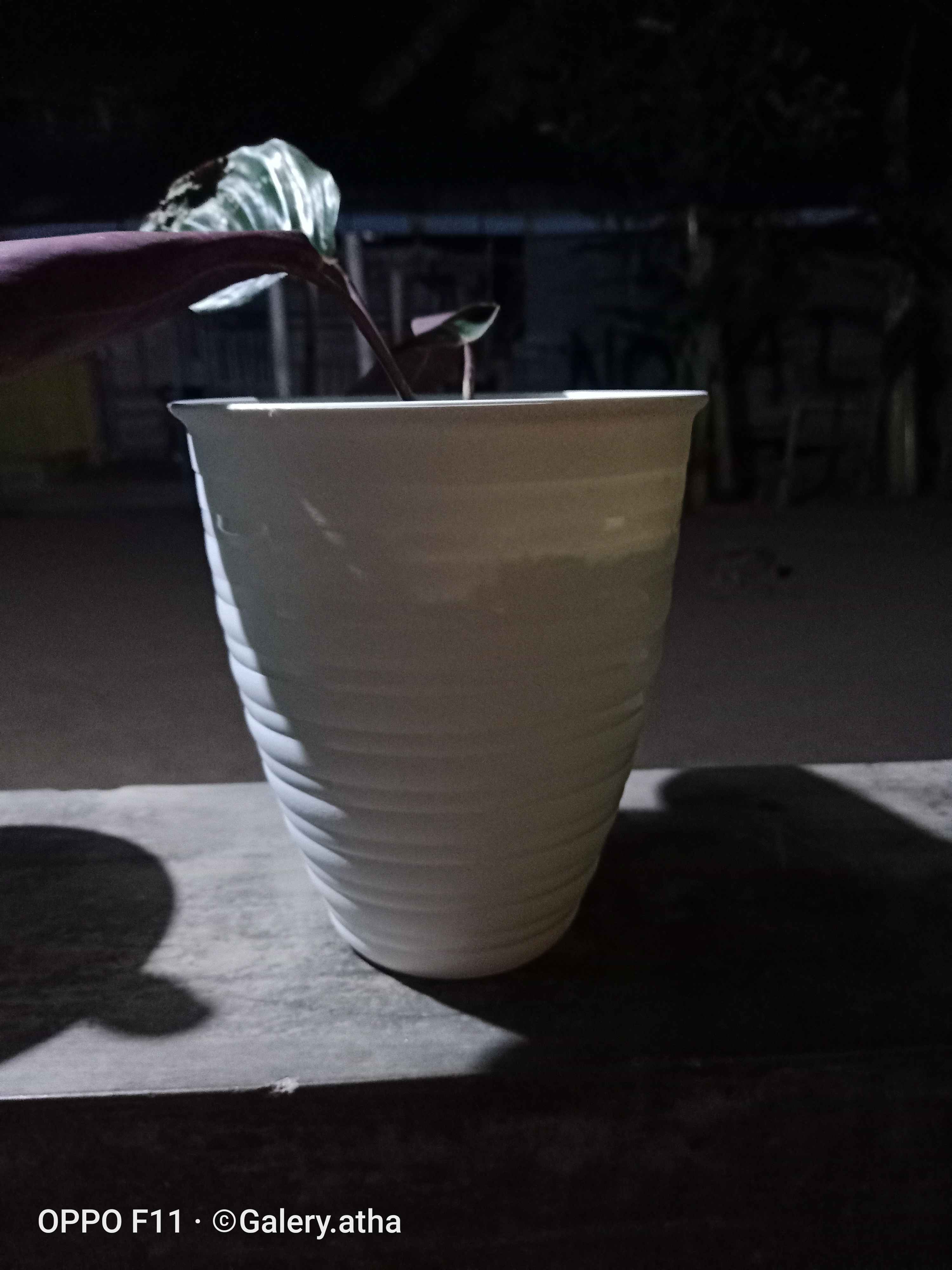 Pot Tawon Tirus 21 Cm