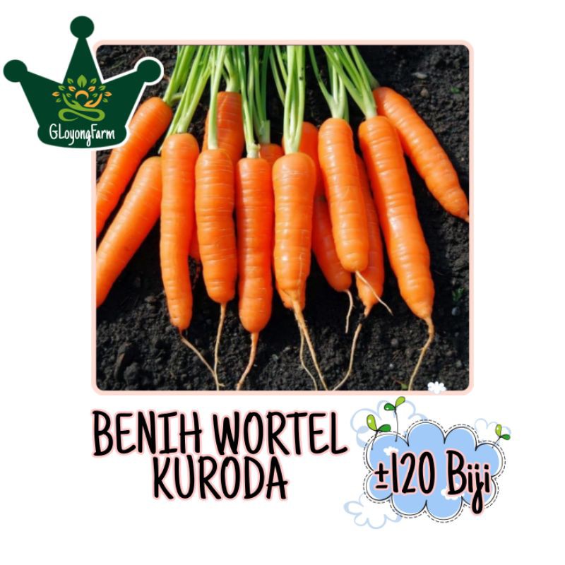 Benih Wortel Kuroda EW Select Cap Panah Merah - Bibit Tanaman Sayur Sayuran