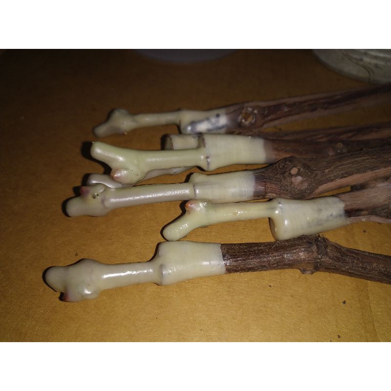 grafting wax lilin grafting