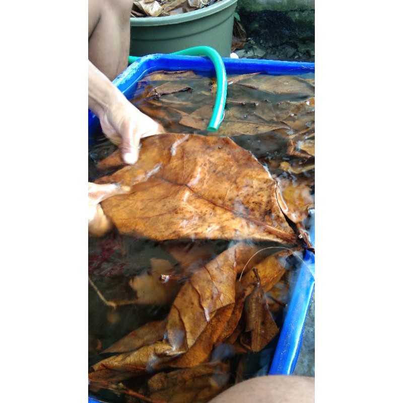 

Ketapang olahan 1kg