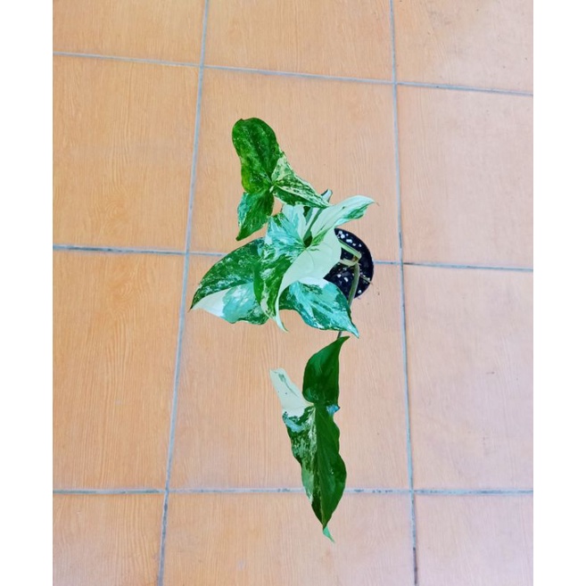 syngonium albo variegata