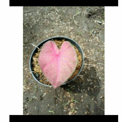 Bibit Keladi/Caladium Pinky Boy