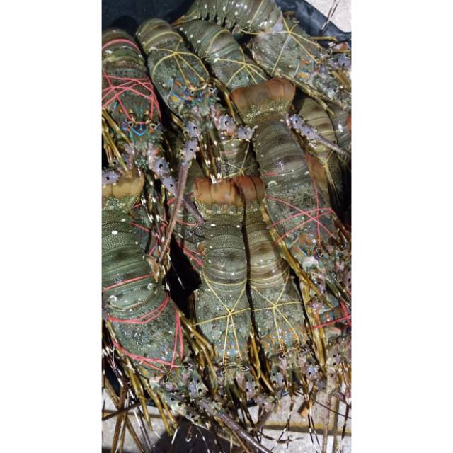 

LOBSTER LAUT FRESH