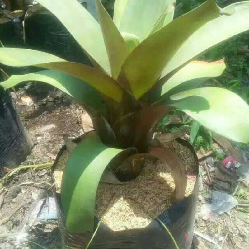 Tanaman hias bromelia giant dewasa