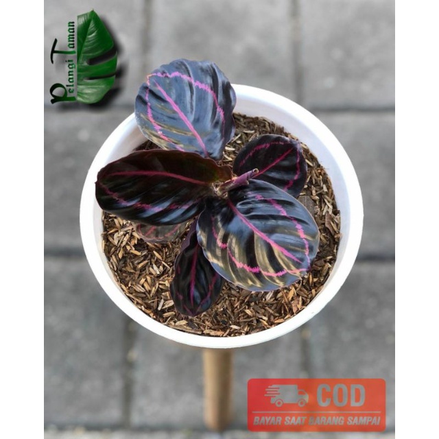 TANAMAN HIAS CALATHEA BLACK LIPSTIK - calathea black lipstik