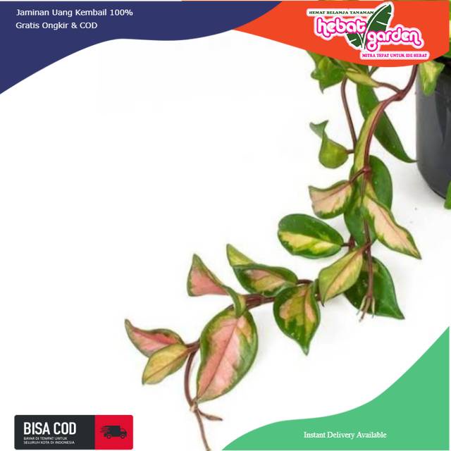 Hoya Gantung bunga merah - Hoya mindorensis red