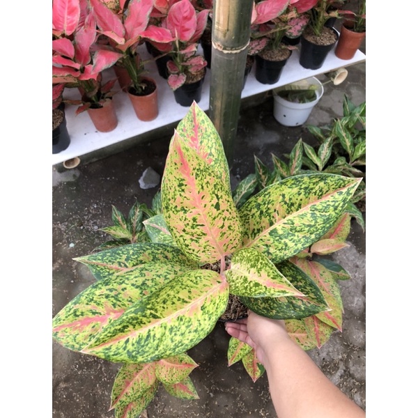 Aglaonema Big Roy