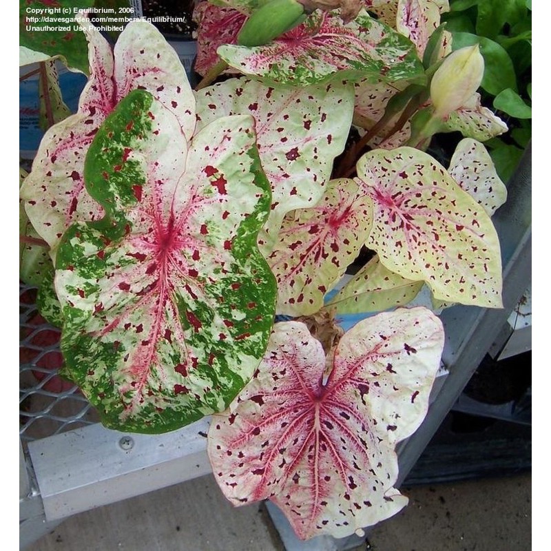 Umbi Keladi / Caladium Bulbs Miss Muffet