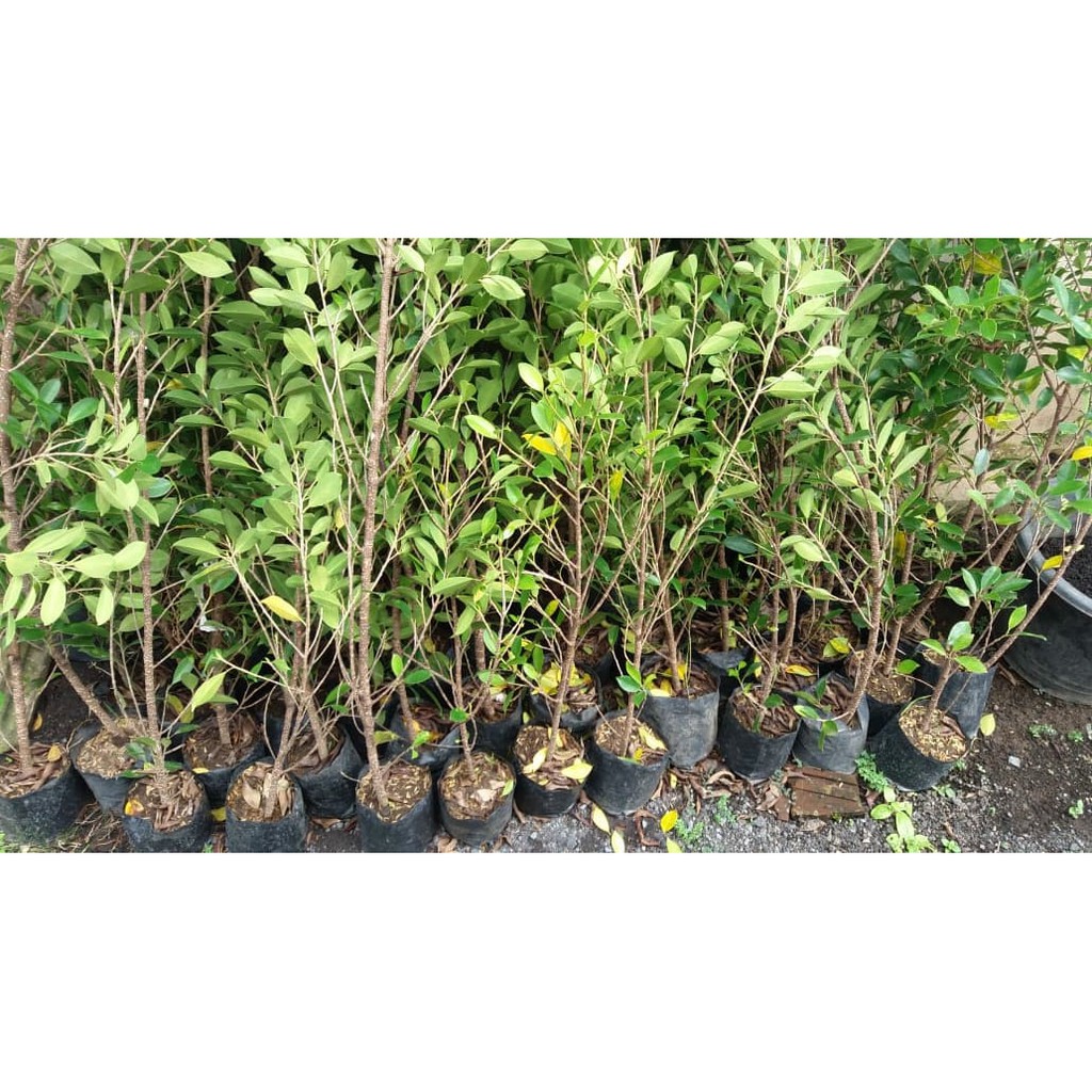 UKURAN kelingking Bibit Bonsai Pohon Beringin Kimeng Murah / BIBIT BONSAI KIMENG MURANG/KIMENG MURAH