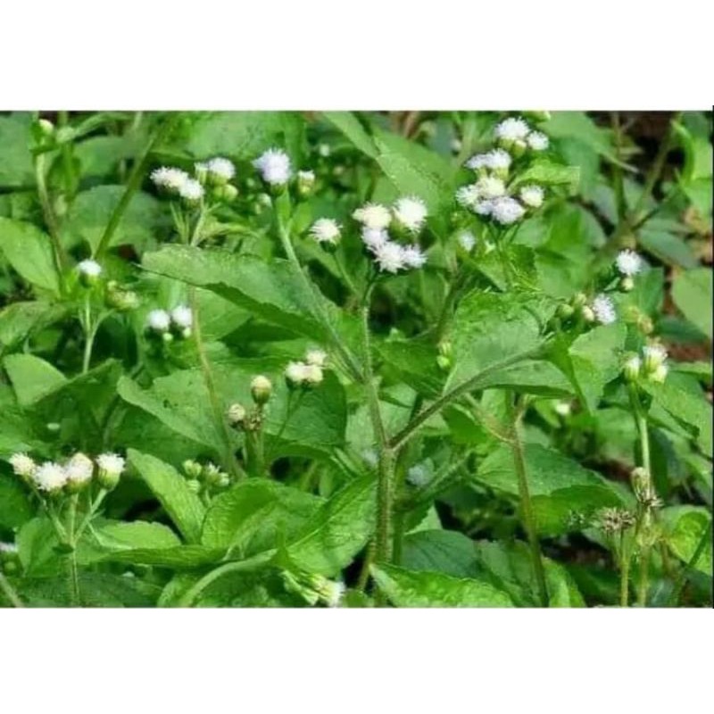 

DAUN BANDOTAN BABADOTAN SEGAR 1 KG LANGSUNG PETIK