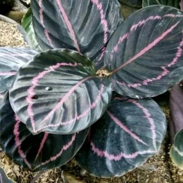 Tanaman hias calathea black liptik