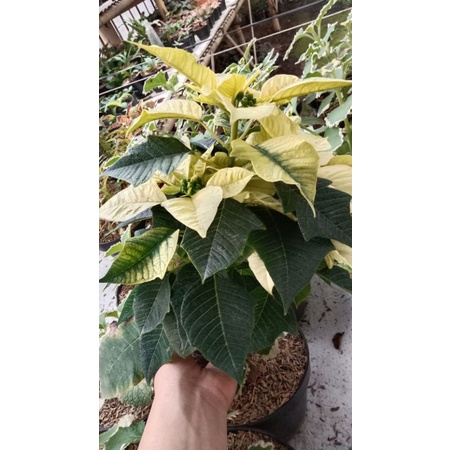 Tanaman hias kastuba putih