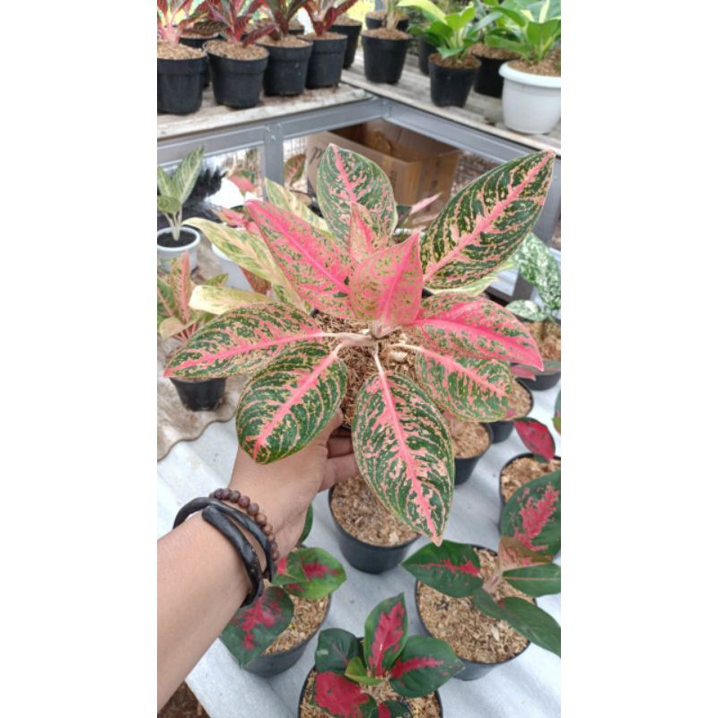 aglaonema Reanita