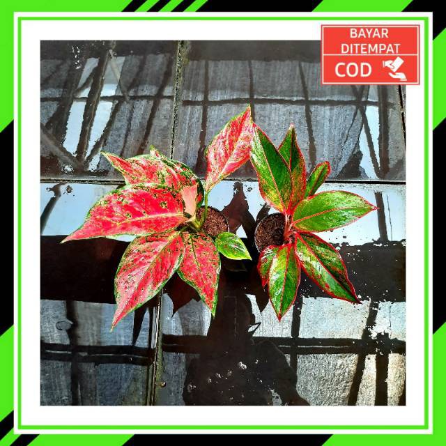 [✅COD] PAKET AGLONEMA - 2 POHON / PAKET AGLONEMA MURAH / TANAMAN HIAS AGLOMEMA PAKETAN MURAH