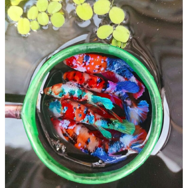 cupang plakat koi betina