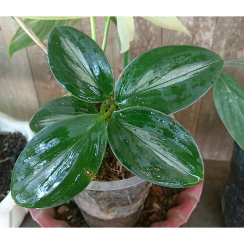 scindapsus borneo sp