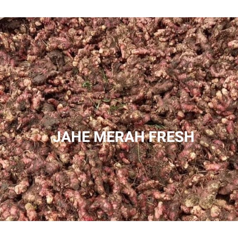 JAHE MERAH 1KG FRESH/JAHE MERAH Medan