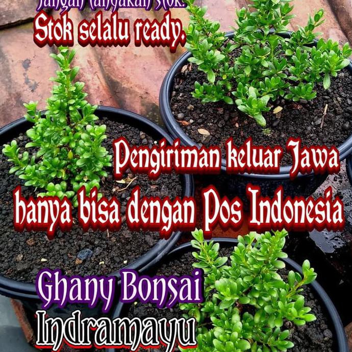 Pky Bibit Santigi Karang Daun Mawar