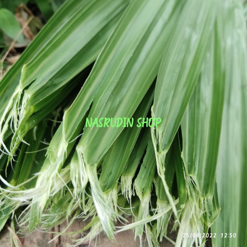 

[Fresh] DAUN PINANG SEGAR LANGSUNG PETIK