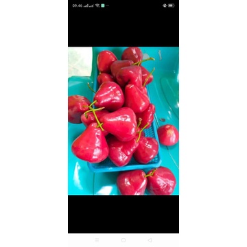 

safeyah kurma