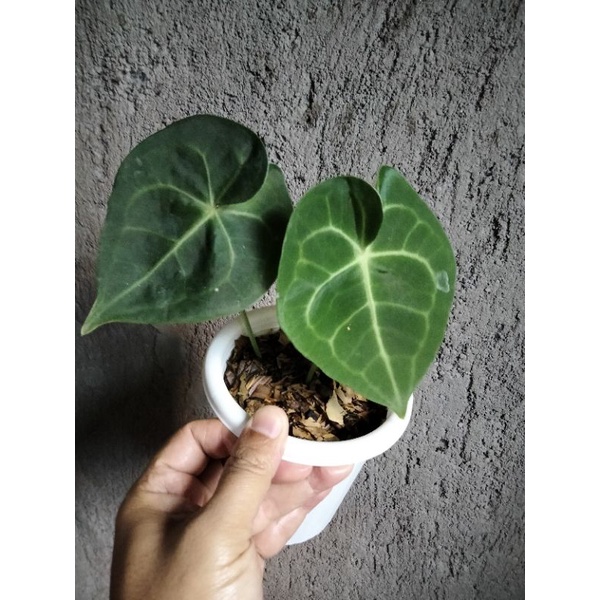 anthurium clarinervium pagoda